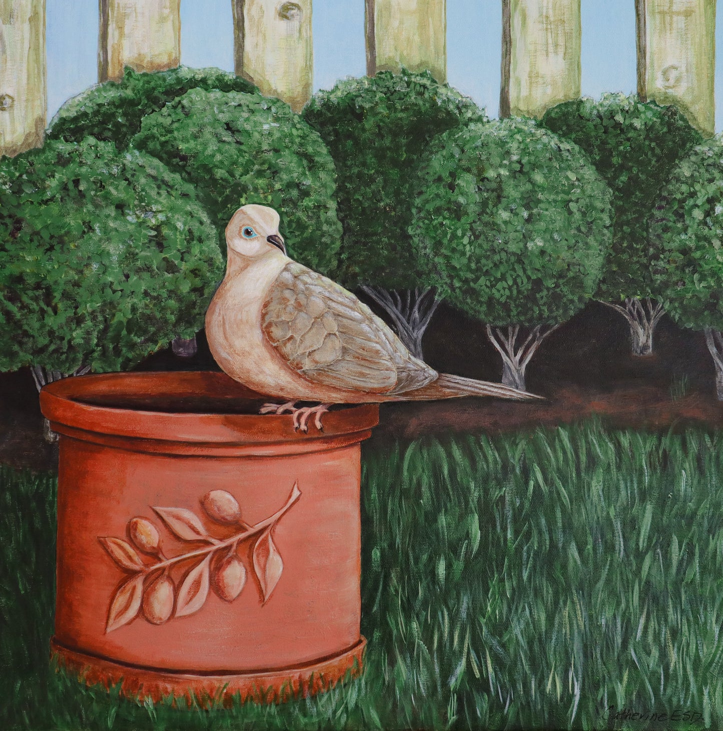Peace Dove's Cousin